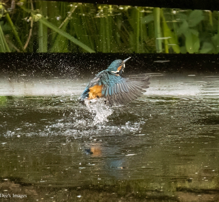 A kingfisher emerging from the water